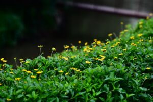 Photo lush garden