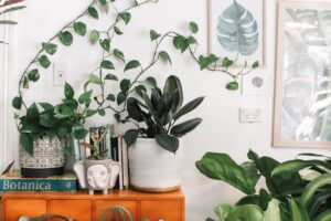 Photo Indoor plants