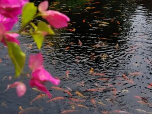 Photo Garden pond