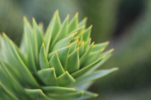Photo Succulent garden