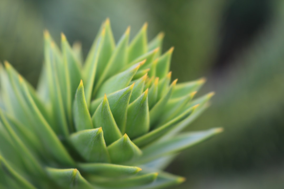 Photo Succulent garden