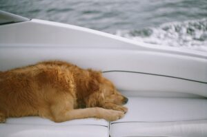 Photo "How to interpret your dreams about pets and what they say about your daily life"