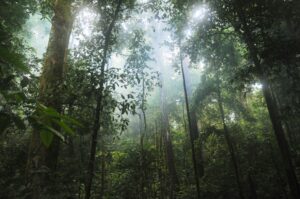 Photo "How to support campaigns for protecting forests and rainforests"