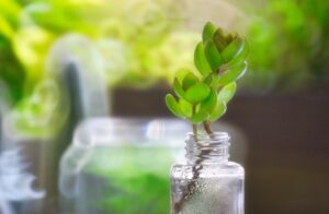 Photo "How to implement eco-friendly habits in daily life"