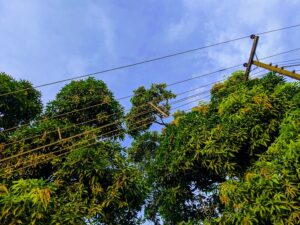 Photo "How to support green energy and choose eco-friendly electricity suppliers"