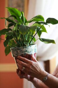 Photo How to choose eco-friendly products for personal and home care