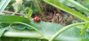 Photo "How to protect your garden from pests using ecological methods"