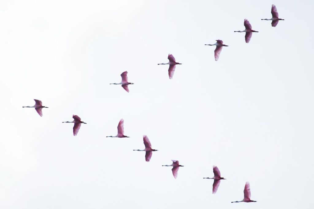 Photo migration