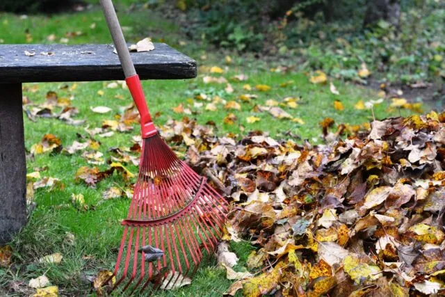 Om care adună frunze uscate cu o greblă într-o curte, toamna